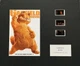 GARFIELD MOVIE . 35mm Film Cell  MOUNTED DISPLAY