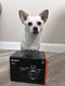 Sony Alpha a7 III Mirrorless Camera - New in Box, Never Used