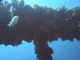 Olympus FE-360 camera, PT-Underwater housing, accessories