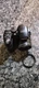 Fuji   S 1000-Camera - for parts